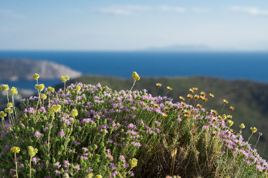 Unleashing the Power of Wild Oregano Oil: A Scientific Perspective