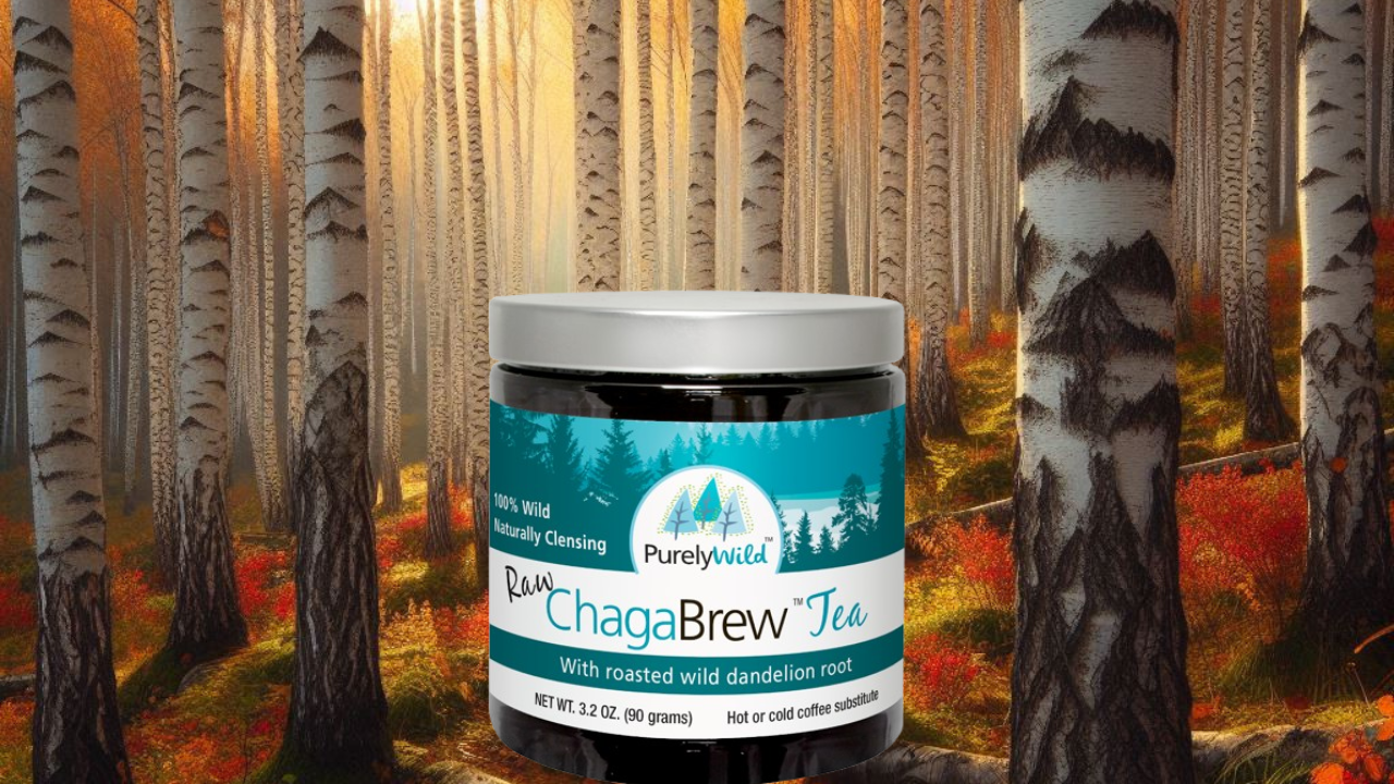 A jar of Purely Wild Raw ChagaBrew Tea with roasted wild dandelion root, displayed in a vibrant birch forest with autumn colors, emphasizing its wild-harvested ingredients and cleansing properties as inspired by Dr. Cass Ingram.
