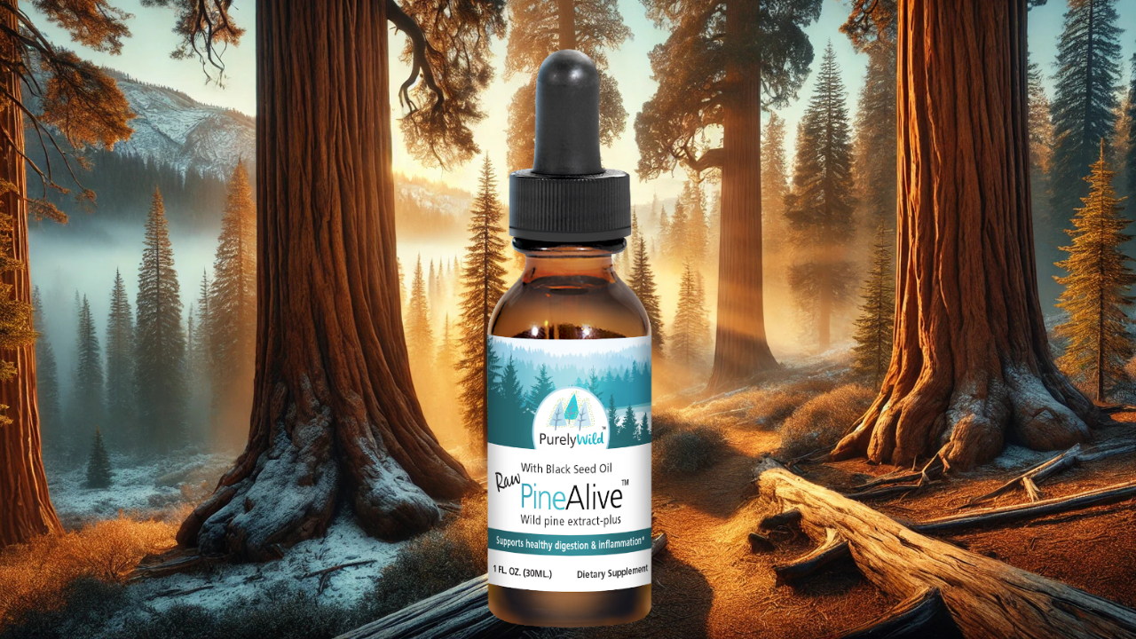 A bottle of Purely Wild PineAlive featuring black seed oil, showcased in a tranquil forest with tall pines, symbolizing its wild origins and its health benefits as formulated by Dr. Cass Ingram.