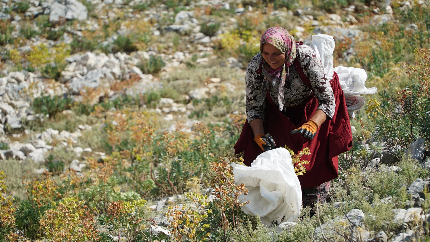 : A woman in traditional attire harvesting wild oregano in a mountainous field, representing the sustainable and ethical sourcing process for Purely Wild oregano products, including oregano oil and oregano juice, as inspired by Dr. Cass Ingram's dedication to natural remedies