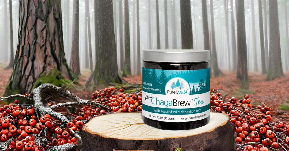 Dr. Cass Ingram's Wild Chaga Brew Tea with Dandelion Root and Rose Hip - Caffeine-free Energy Support and Antioxidant