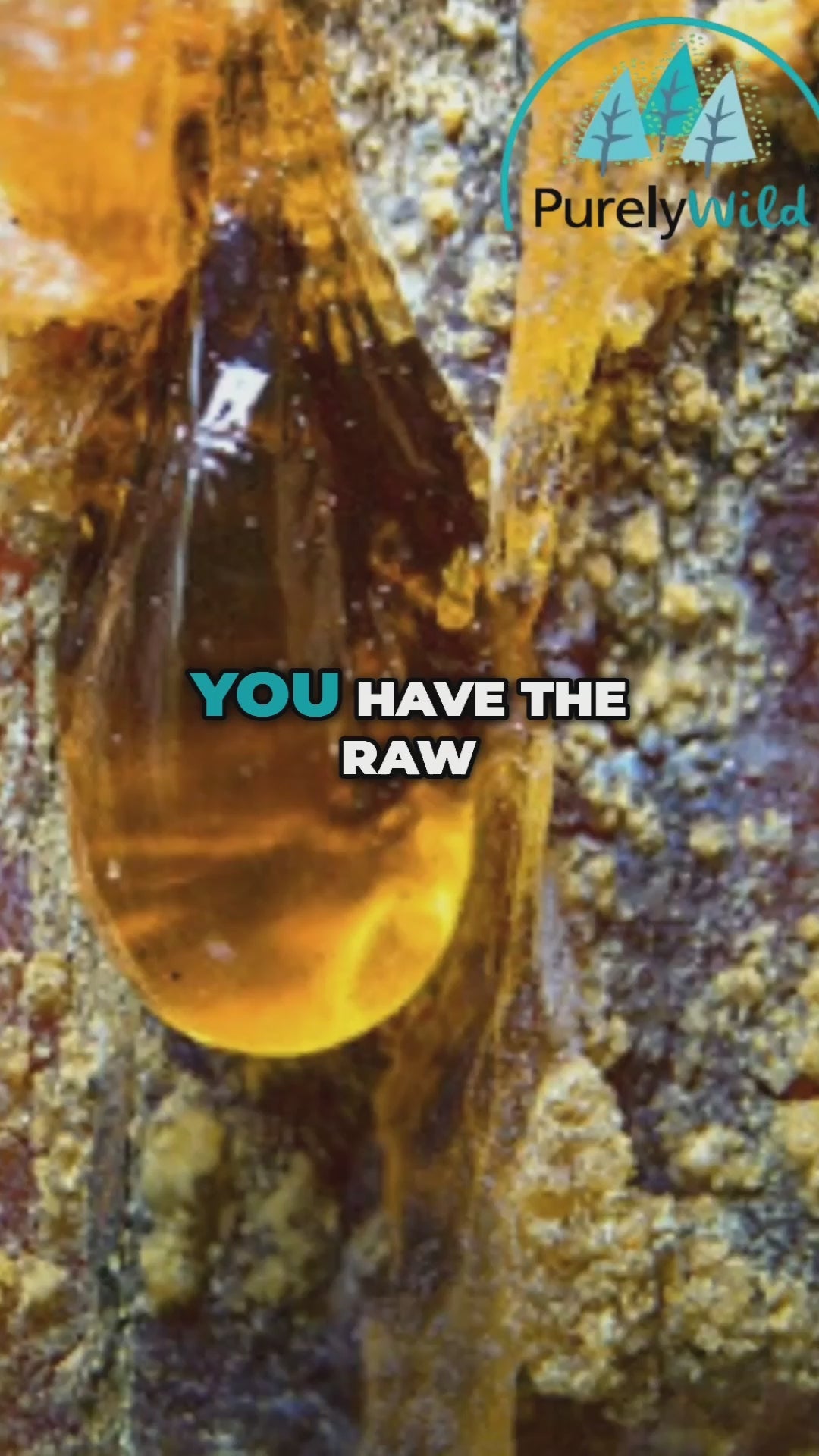 Dr. Cass Ingram discusses the benefits of pine resin and pine alive