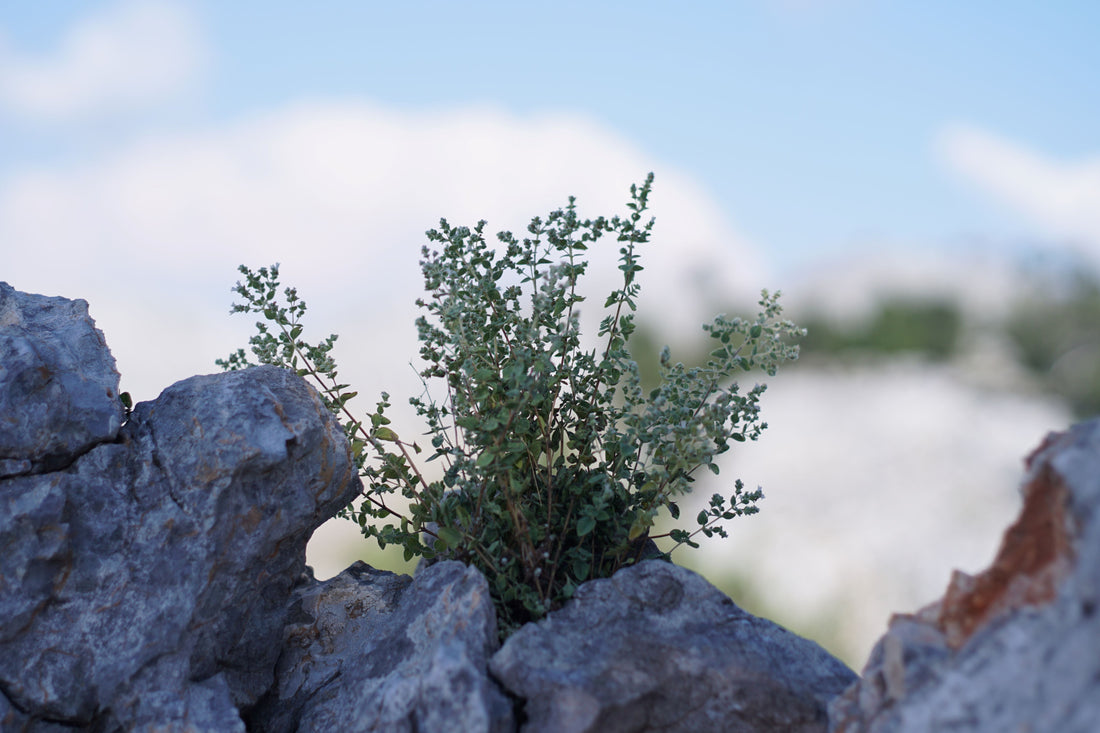 The Pioneer of Wild Oregano Oil: Dr. Cass Ingram's Remarkable Journey