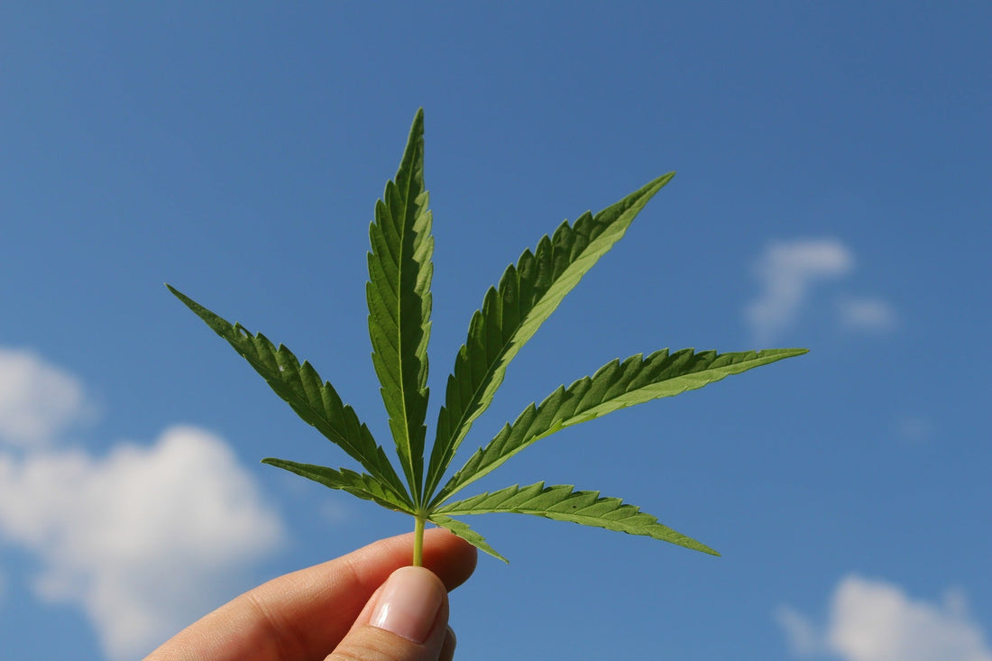 Is Full Spectrum Hemp Oil Extract Superior to CBD Oil?