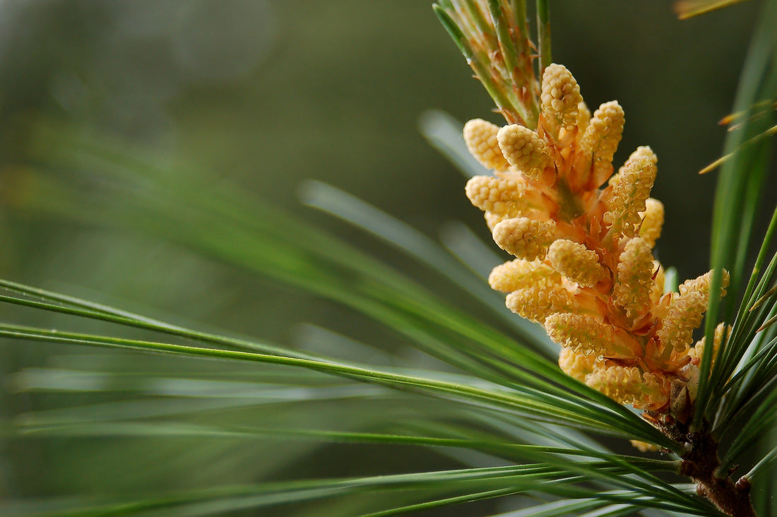 Health Benefits of Pine Pollen and Pine Resin: Ancient Forest Medicine for Modern Wellness
