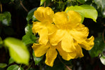 Close-up of yellow Cat’s Claw flower, highlighting the natural source of the supplement