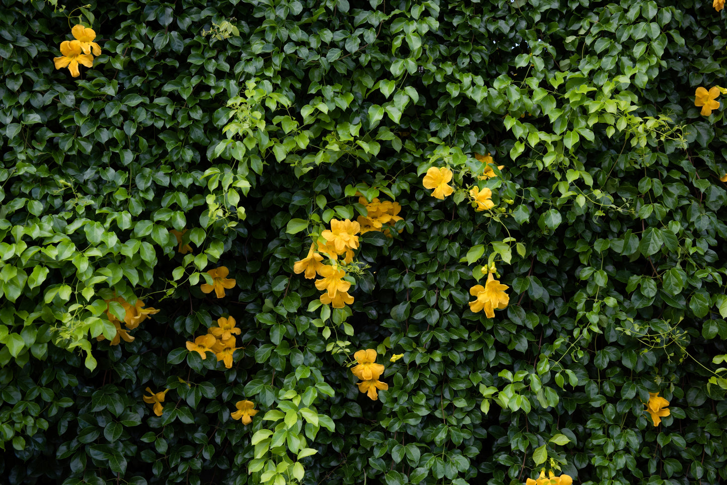 Cat’s Claw vines growing naturally, the raw material for Purely Wild supplements.