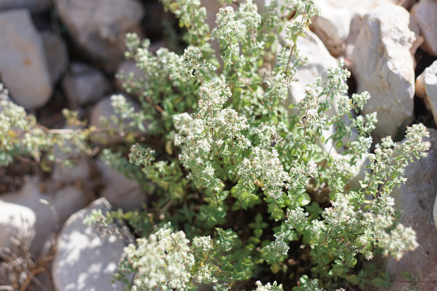 A detailed view of fresh oregano flowers and leaves, the key ingredient in Purely Wild OregaHydrosol oregano juice, praised by Dr. Cass Ingram for its health benefits.