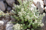 A detailed view of fresh oregano flowers and leaves, the key ingredient in Purely Wild OregaHydrosol oregano juice, praised by Dr. Cass Ingram for its health benefits.