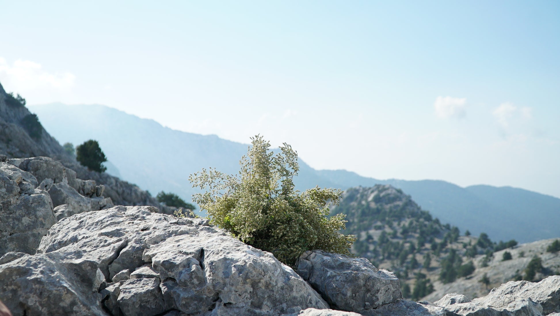  close-up of a harvester gathering oregano plants in the mountainous terrain, emphasizing the hands-on approach to sourcing Purely Wild oregano products, as approved by Dr. Cass Ingram. 