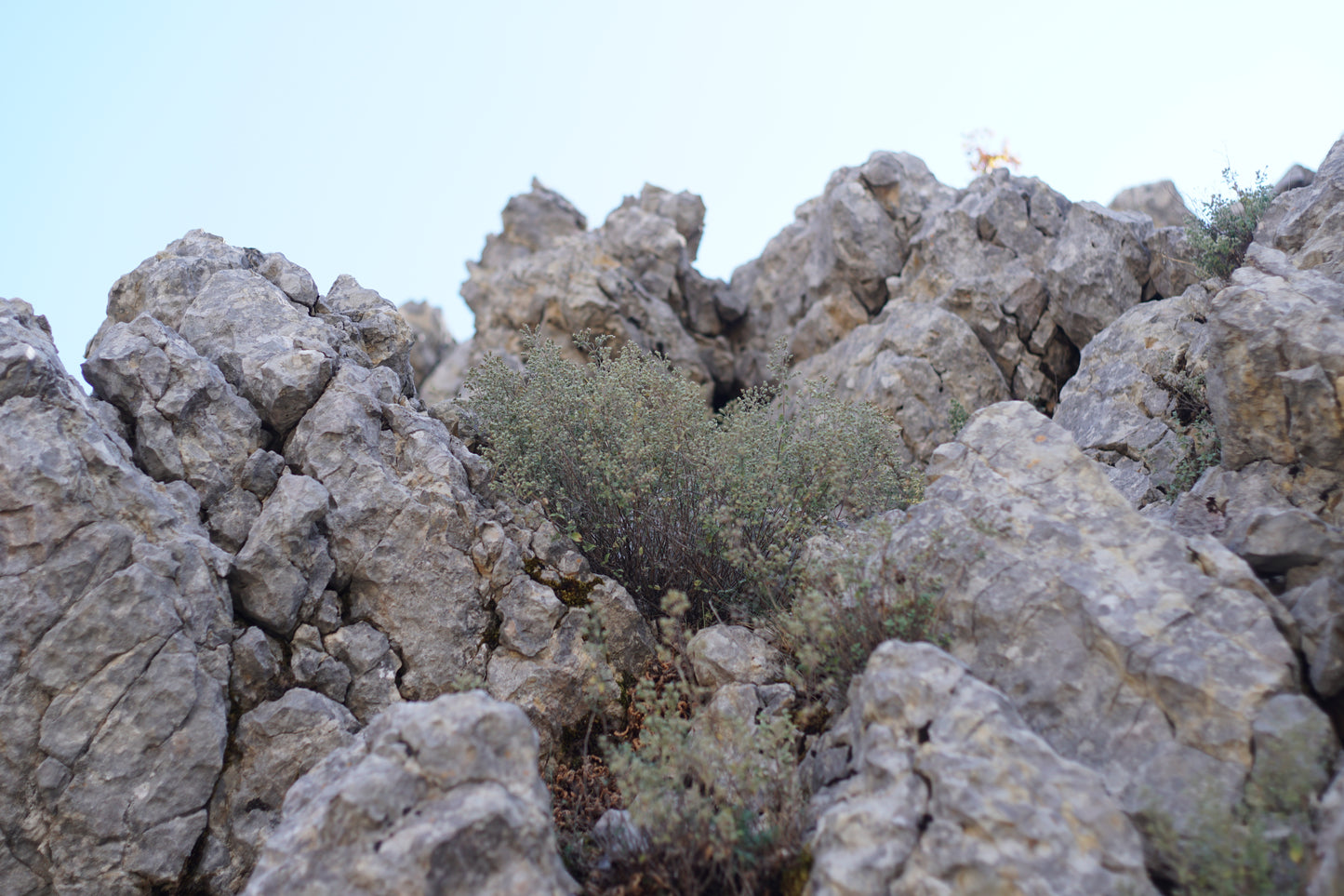 A cluster of wild oregano plants thriving in rocky, mountainous terrain, highlighting the natural and pristine environment where ingredients for Purely Wild oregano products, including oregano oil and oregano juice, are sustainably sourced, in line with Dr. Cass Ingram's natural health philosophy.