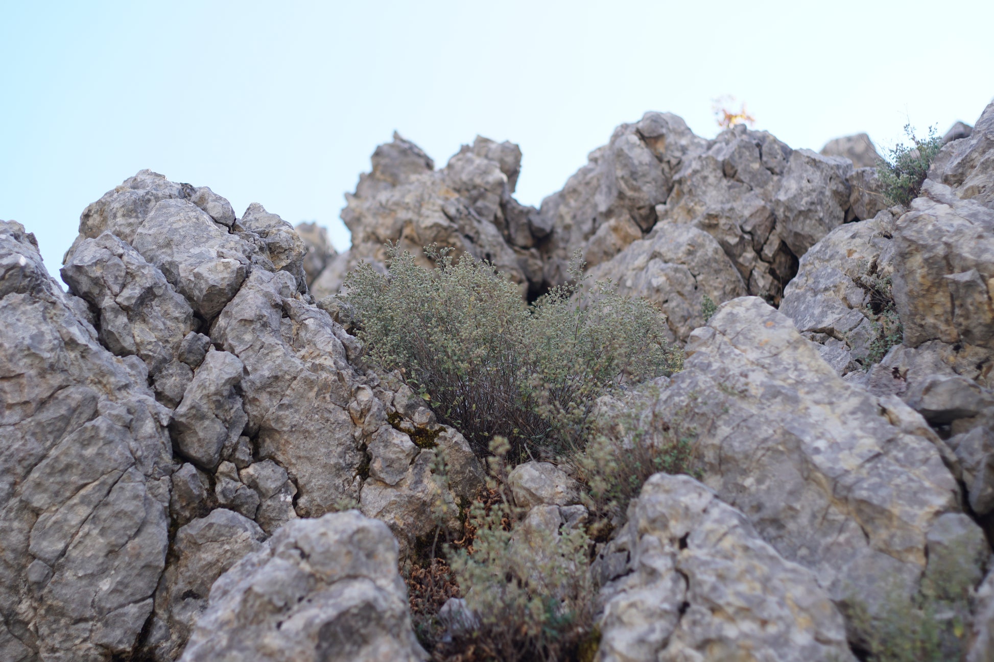 A cluster of wild oregano plants thriving in rocky, mountainous terrain, highlighting the natural and pristine environment where ingredients for Purely Wild oregano products, including oregano oil and oregano juice, are sustainably sourced, in line with Dr. Cass Ingram's natural health philosophy.