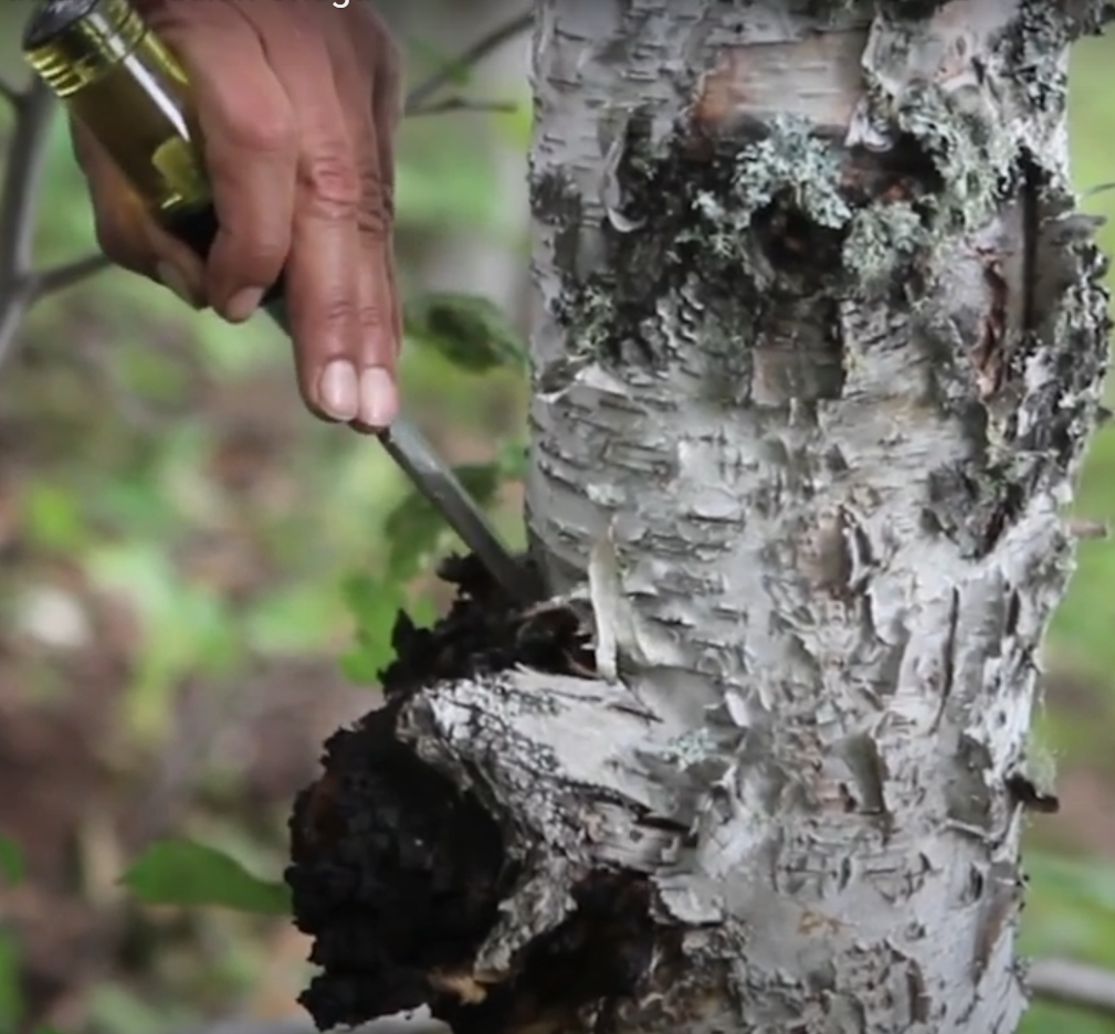 A still image of Dr. Cass Ingram harvesting birch bark from a tree, emphasizing the traditional and sustainable sourcing methods behind Purely Wild Chaga Birch Bark Tea.