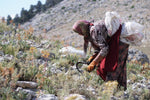 A close-up of a harvester gathering oregano plants in the mountainous terrain, emphasizing the hands-on approach to sourcing Purely Wild oregano products as promoted by Dr. Cass Ingram.