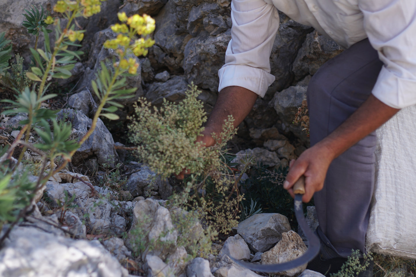 A person carefully harvesting wild oregano, showing the sustainable and ethical sourcing process that aligns with Dr. Cass Ingram’s approach to creating Purely Wild wild oregano products.