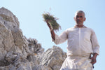 A person carefully harvesting wild oregano, showing the sustainable and ethical sourcing process that aligns with Dr. Cass Ingram’s approach to creating Purely Wild wild oregano products.