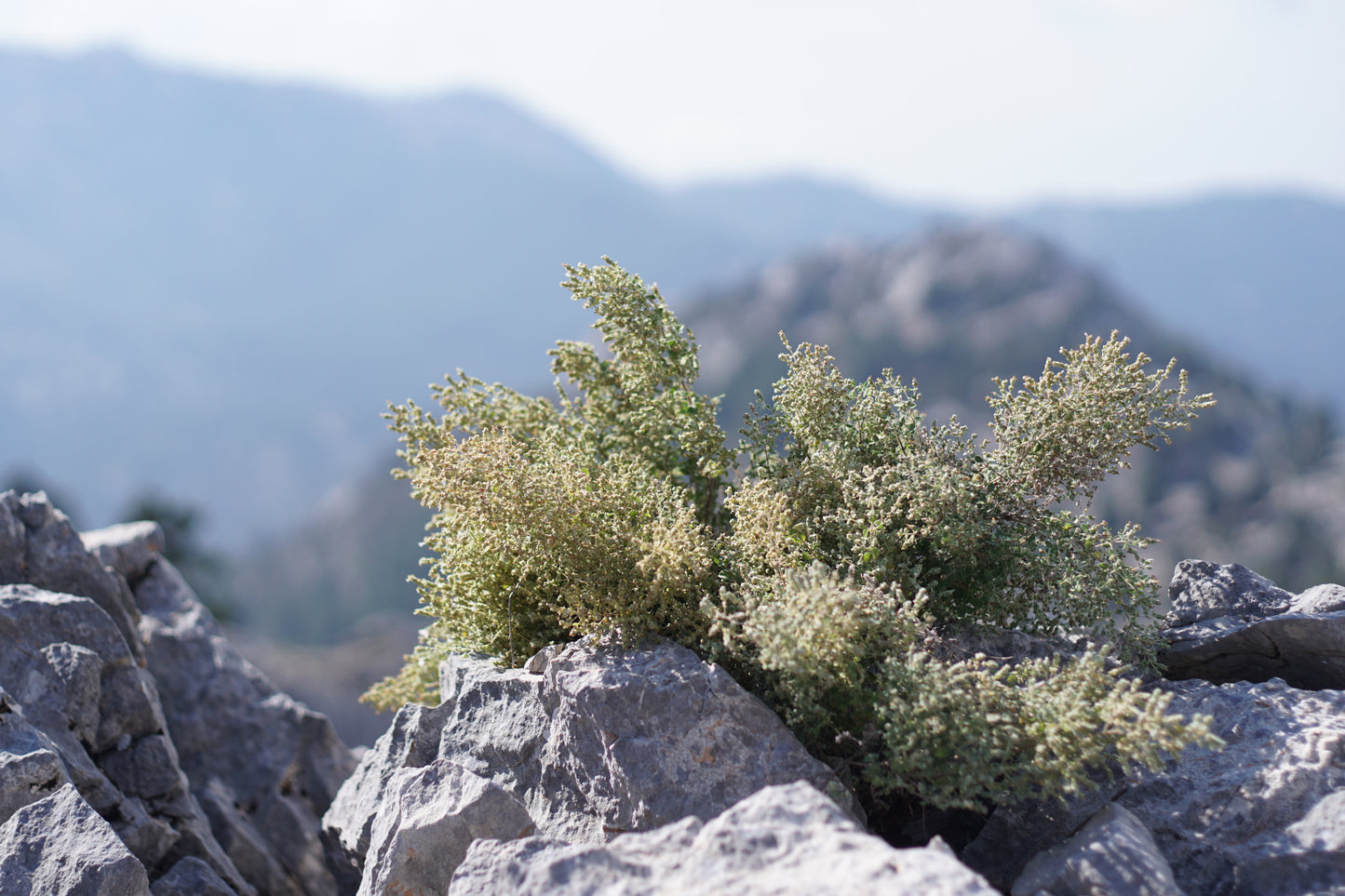 A detailed view of fresh wild oregano spice, the key ingredient in Purely Wild  wild oregano supplements, praised by Dr. Cass Ingram for its health benefits.