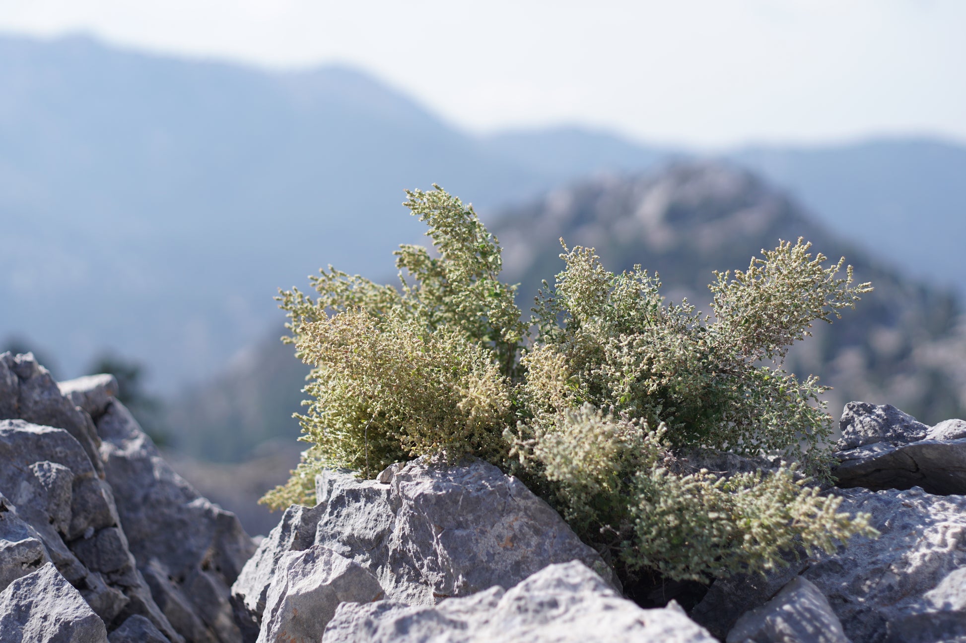 A detailed view of fresh wild oregano spice, the key ingredient in Purely Wild  wild oregano supplements, praised by Dr. Cass Ingram for its health benefits.