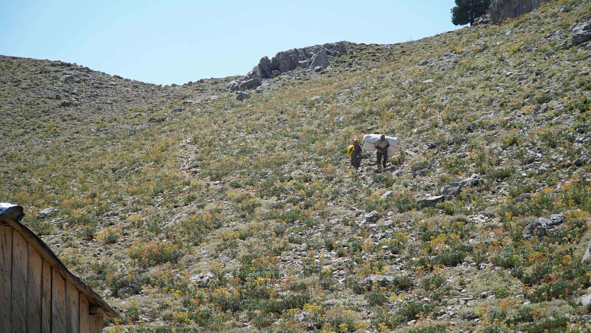 Mountain Landscape Featuring Wild Oregano: A panoramic view of wild oregano-covered mountains, illustrating the untouched natural origins of Purely Wild oregano products, including oregano oil and oregano juice, and their connection to Dr. Cass Ingram’s natural health philosophy.