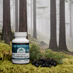 A bottle of Dr. Cass Ingram’s Purely Wild Pine Needle Capsules showcased in a serene, misty forest surrounded by pine cones and vibrant greenery, emphasizing its connection to pristine nature.