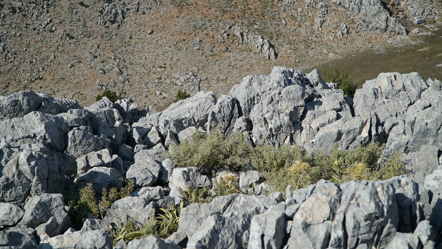 A panoramic view of a mountainous region abundant with wild oregano, representing the origin of the high-quality ingredients used in Purely Wild products, rooted in Dr. Cass Ingram’s dedication to natural health.