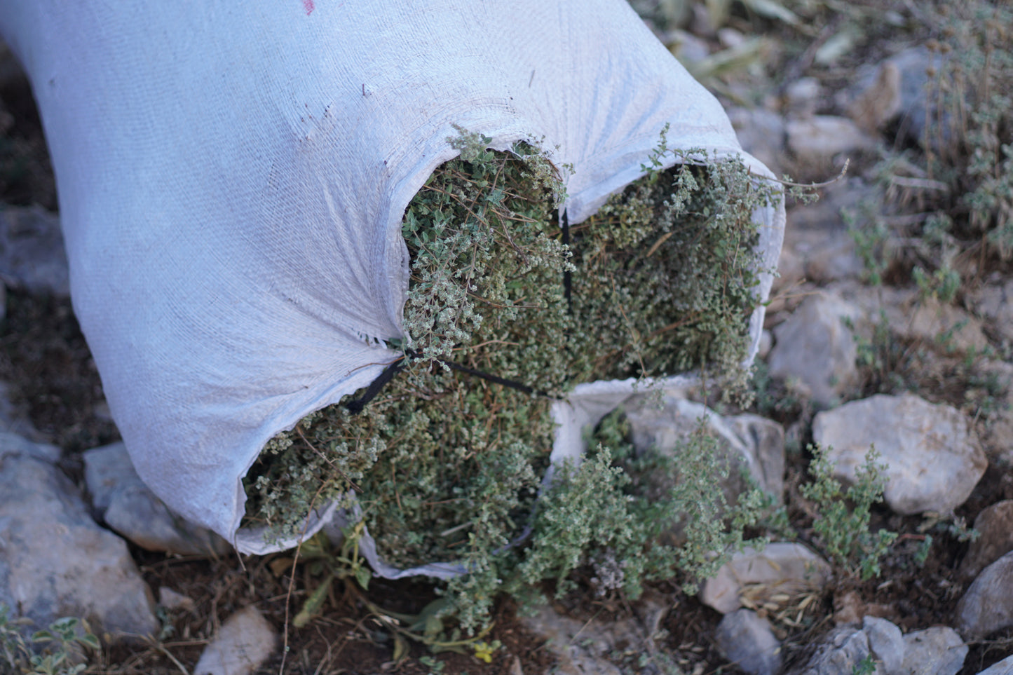 Detailed view of freshly harvested oregano leaves placed in a rocky setting, symbolizing the purity and quality of the ingredients in Purely Wild oregano oil and oregano juice.