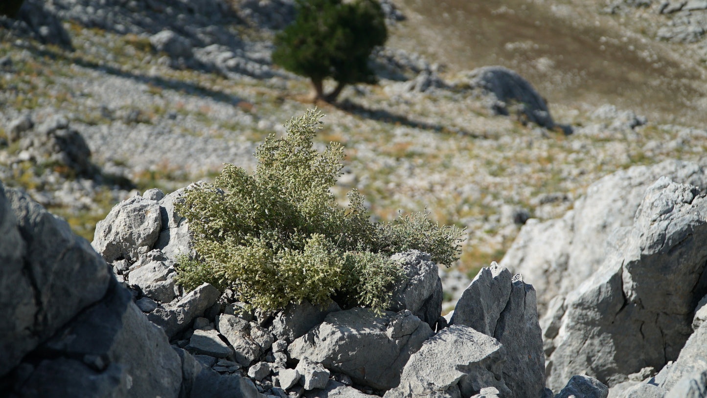 A close-up of wild oregano plants thriving in rocky terrain, representing the robust, natural quality of the key ingredients used in Purely Wild oregano oil, oregano juice, and other products, as inspired by Dr. Cass Ingram.