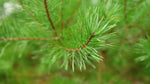 Pine Needle Extract - 3 Month Supply (3-Pack Bundle)