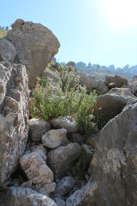Rocks with a small green plant growing between them against a blue sky.